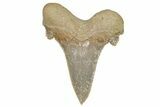 Serrated Sokolovi (Auriculatus) Shark Tooth - Dakhla, Morocco #249681-1